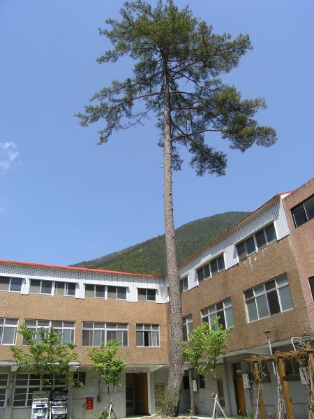 武陵山莊內一棵非常高的樹