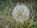 Thumbs/tn_DSC03616.jpg