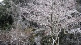 Thumbs/tn_DSC00756.jpg
