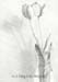 tulip-1