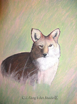 Wolf