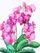 flower-3-1