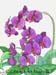 flower-5-1