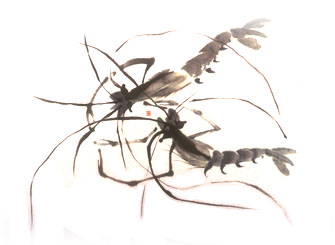 Chinese painting- Shrimps My paiting- Shrimps