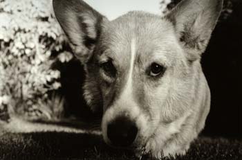 dogphoto