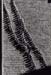 bwwall-1