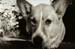 dogphoto