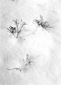 snow